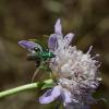 Oedemera nobilis